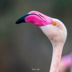 2022-12 - Parc ornithologique du Pont de Gau - Flamants roses - 10
